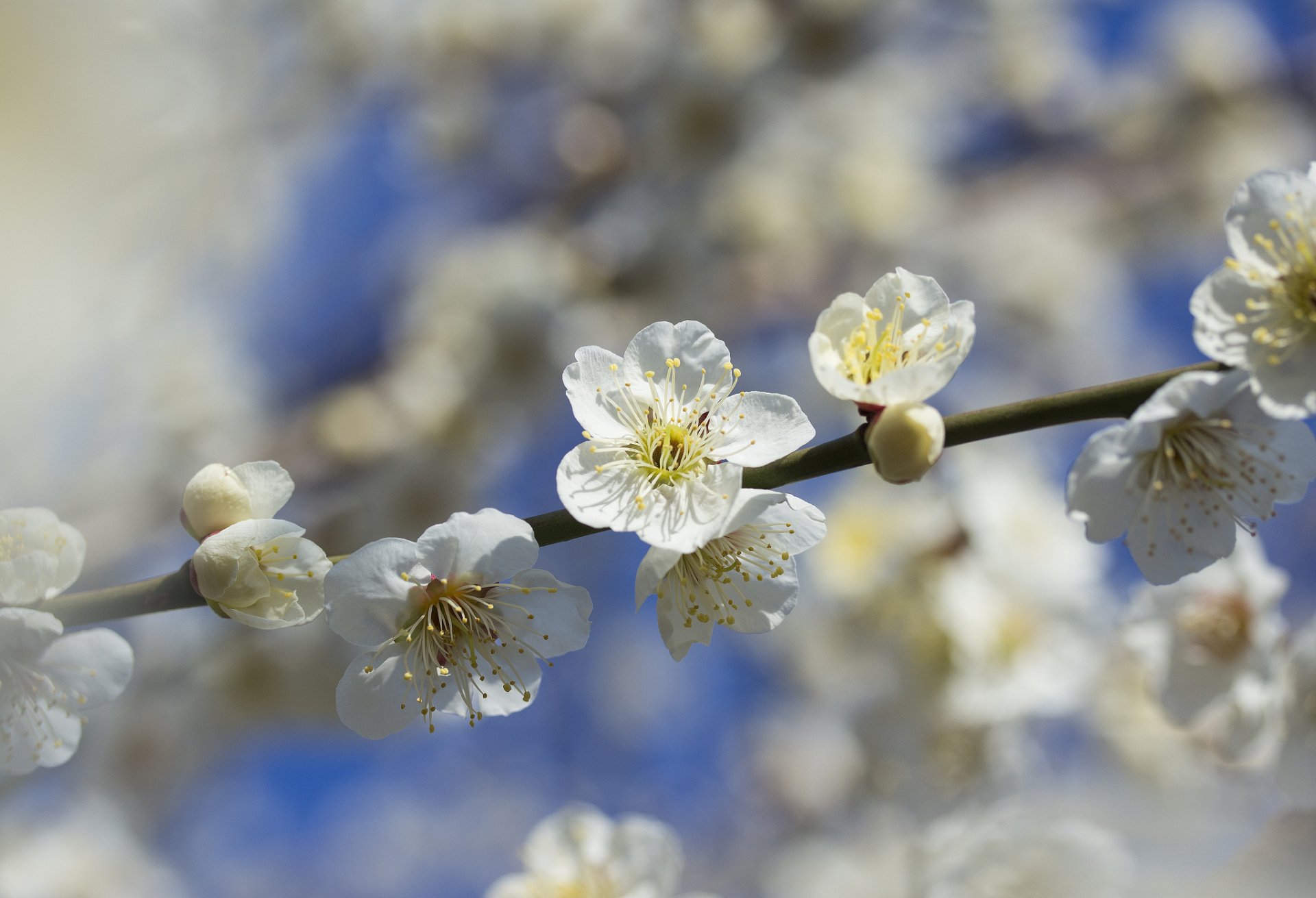 Blossom HD Wallpaper