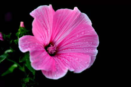 Close-up HD desktop wallpaper of a vibrant pink hibiscus flower with delicate water drops against a dark natural background.