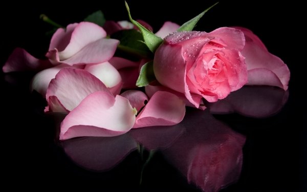 Earth Rose Flowers Flower Petal Close-Up Pink Flower Reflection HD Wallpaper | Background Image