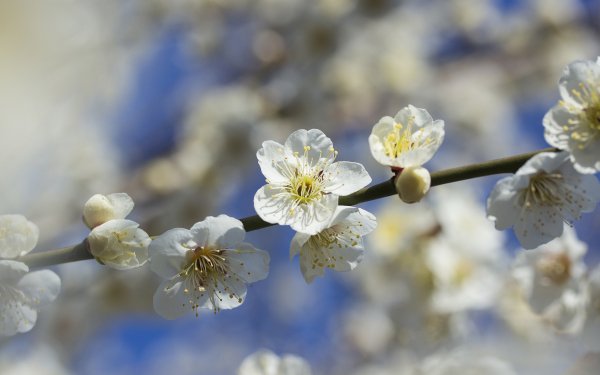 Earth Blossom Flowers Branch Flower Spring Nature Close-Up Blur White Flower HD Wallpaper | Background Image