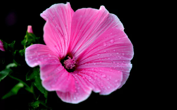 Close-up HD desktop wallpaper of a vibrant pink hibiscus flower with delicate water drops against a dark natural background.