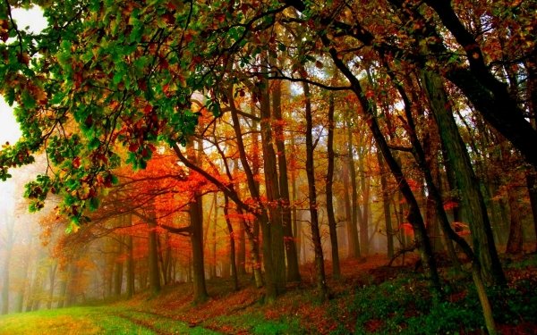 Nature Forest Fall Tree Fog HD Wallpaper | Background Image