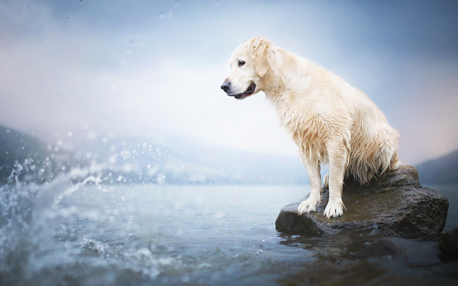 A golden retriever dog sits on a rock near water, with splashes around, captured in a high-definition desktop wallpaper background.