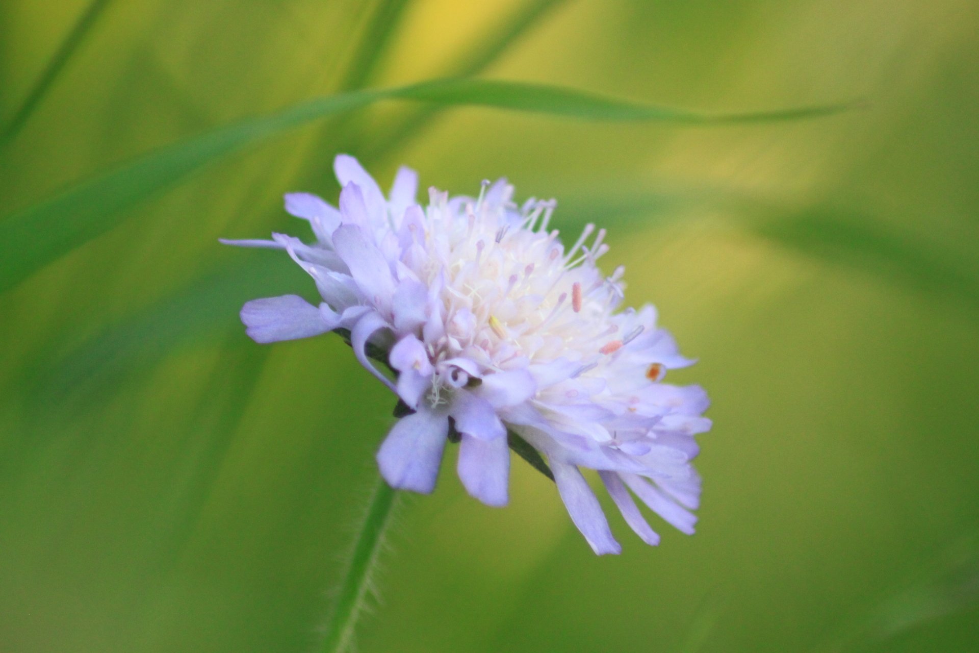 Download Nature Flower 4k Ultra HD Wallpaper by Bridlin