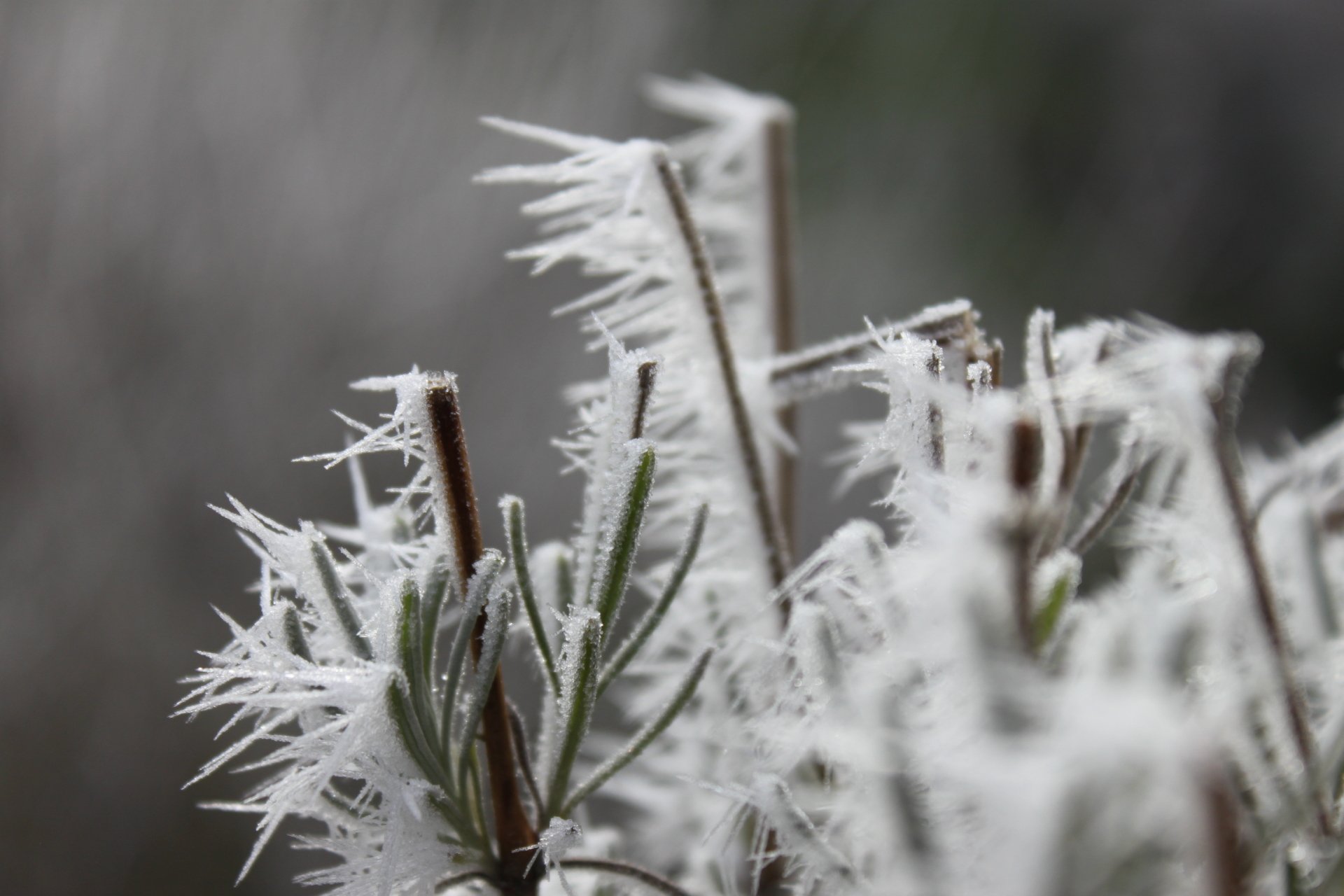 Ice on Flower (Lavendel) by Bridlin