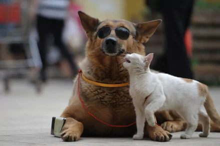  Blind dog with his faithful friend