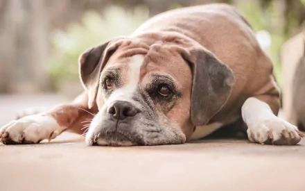 muzzle dog Animal boxer (dog) old dog HD Desktop Wallpaper | Background Image