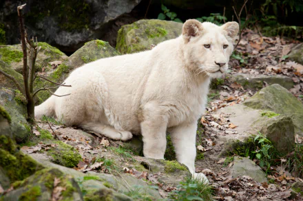 baby animal cub lion Animal white lion HD Desktop Wallpaper | Background Image