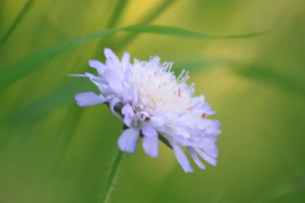 nature flower HD Desktop Wallpaper | Background Image