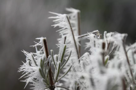  Ice on Flower (Lavendel)