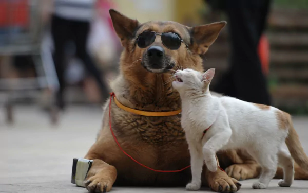  Blind dog with his faithful friend