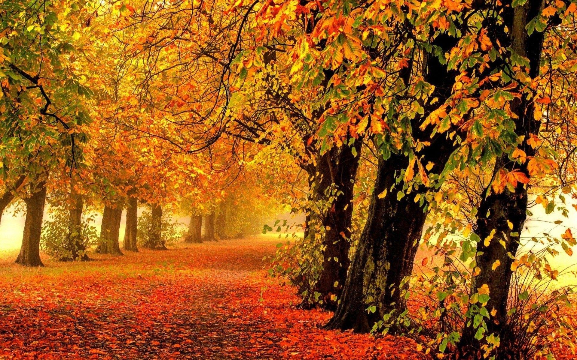 Download Leaf Forest Fall Tree Earth Man Made Road HD Wallpaper