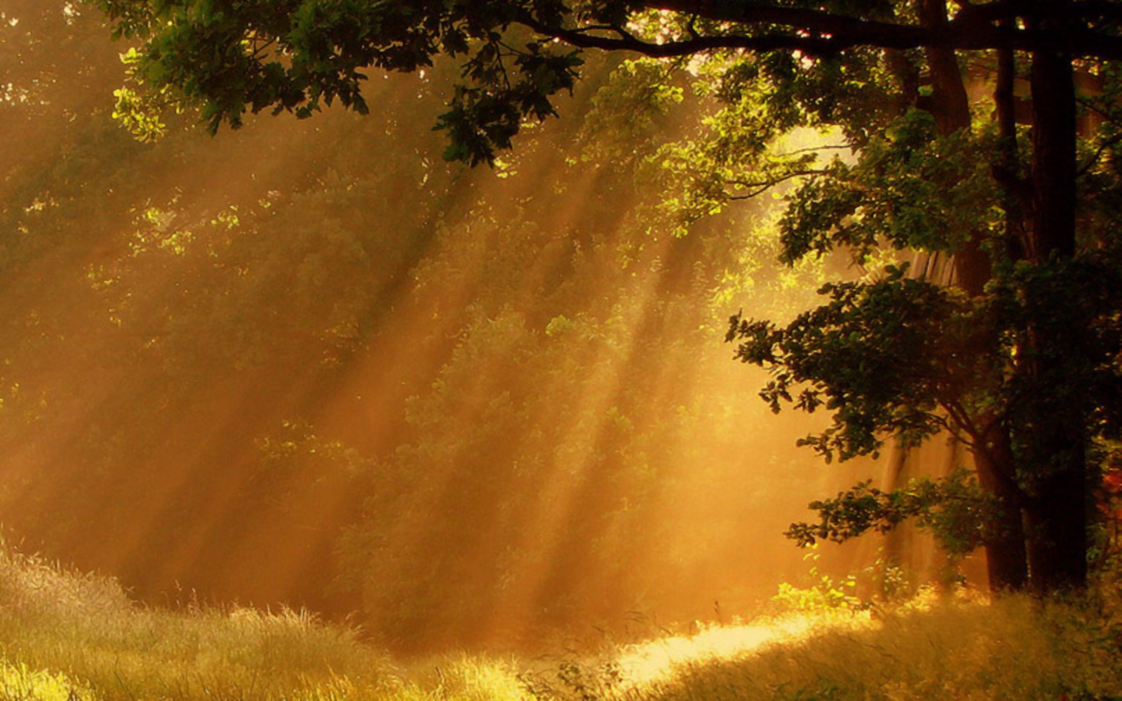 Download Forest Sunshine Sunlight Nature Sunbeam Wallpaper