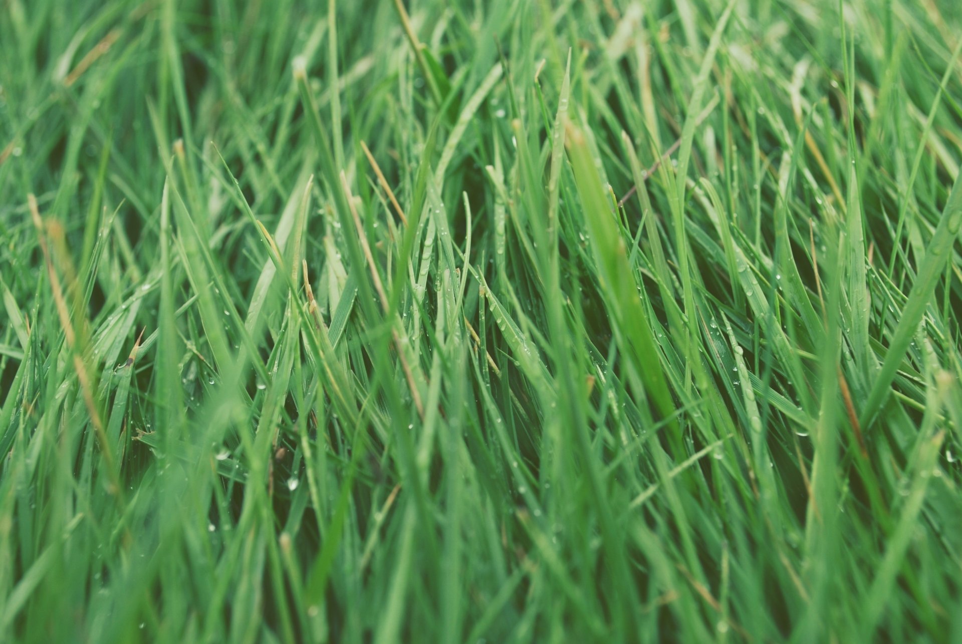 Download Nature Grass 4k Ultra HD Wallpaper