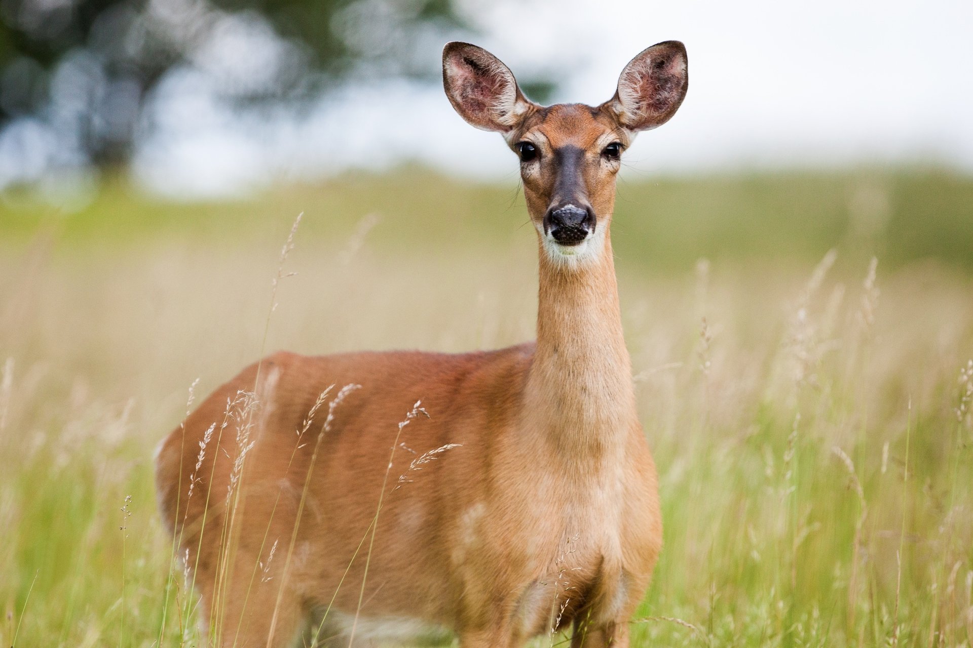 Deer standing in tall grass with a soft, blurred meadow behind — 2K Quad HD PC desktop wallpaper background.