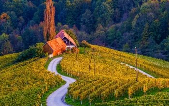 95 Vineyard HD Wallpapers | Background Images - Wallpaper Abyss
