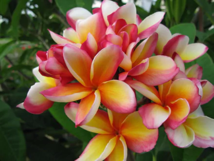  Plumeria