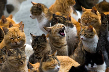 A vibrant scene from Aoshima, Japan, showcasing a diverse group of cats. The image captures their unique expressions and playful energy, making it a charming desktop wallpaper.
