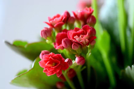 petal bud nature flower HD Desktop Wallpaper | Background Image