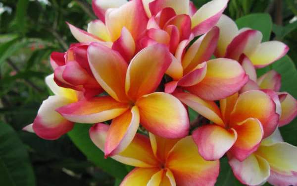 Plumeria