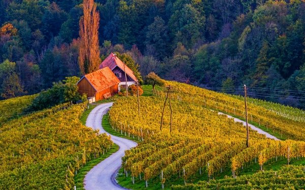 Man Made Vineyard House Slovenia Mountain Tree Forest Fall HD Wallpaper | Background Image