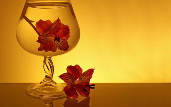 Photography Still Life Flower Lily Glass Close-Up HD Wallpaper | Background Image