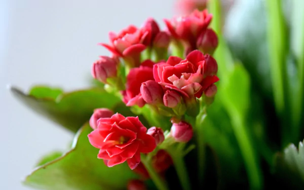 petal bud nature flower HD Desktop Wallpaper | Background Image