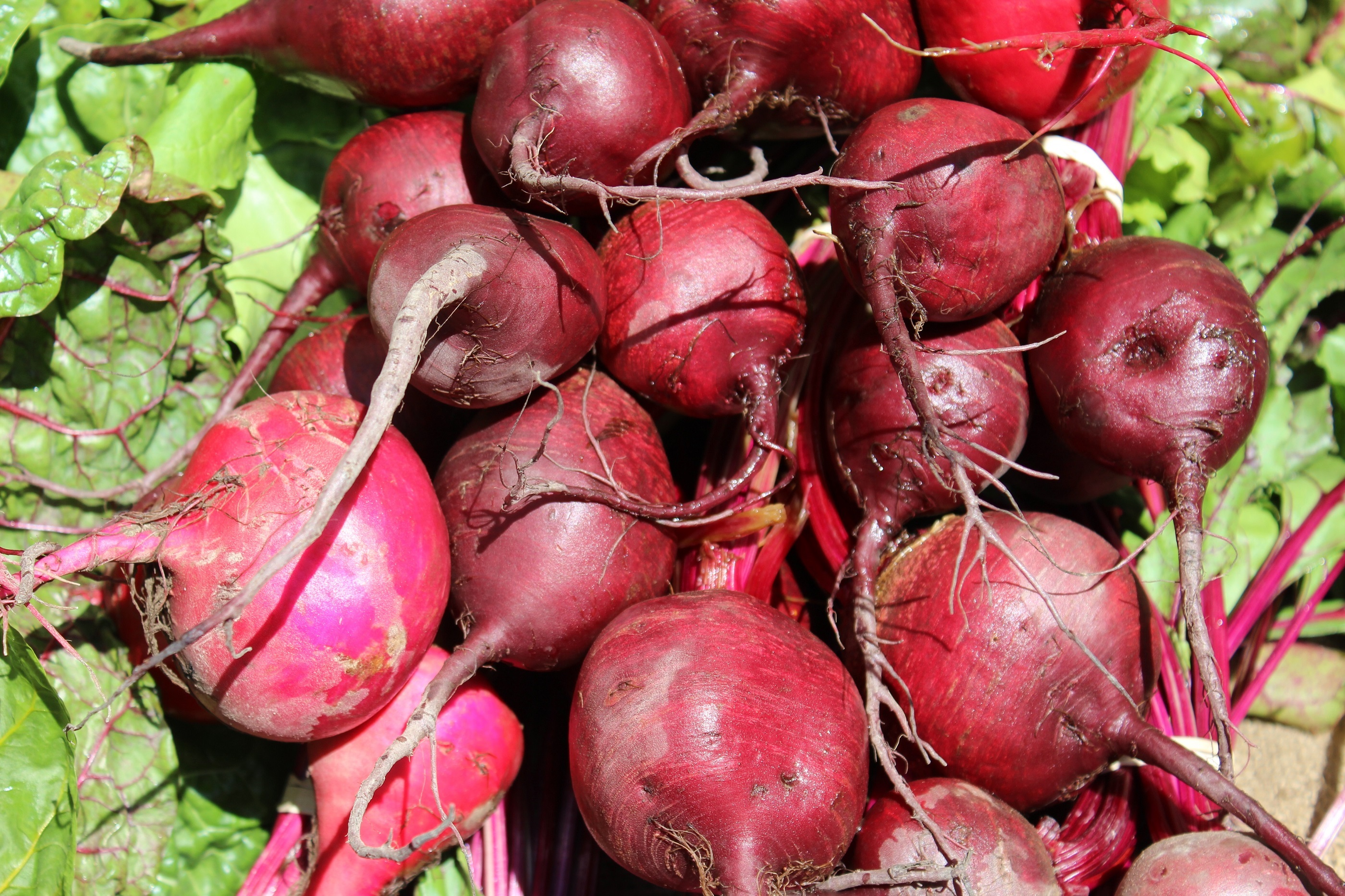 Beet also known as red beet, golden beet and beetroot by skeeze