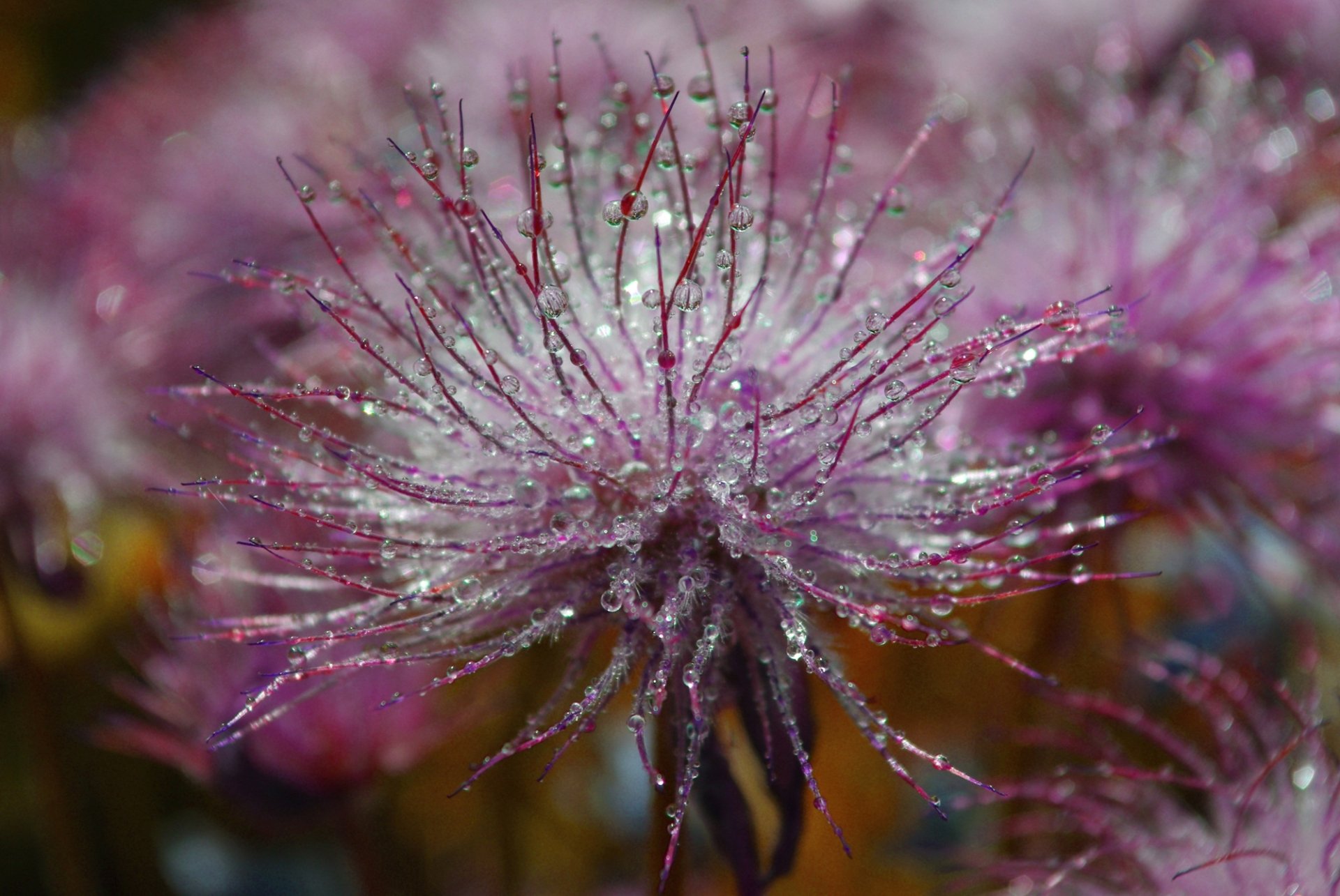 Raindrops on a flower Fond d cran HD Arri re Plan 