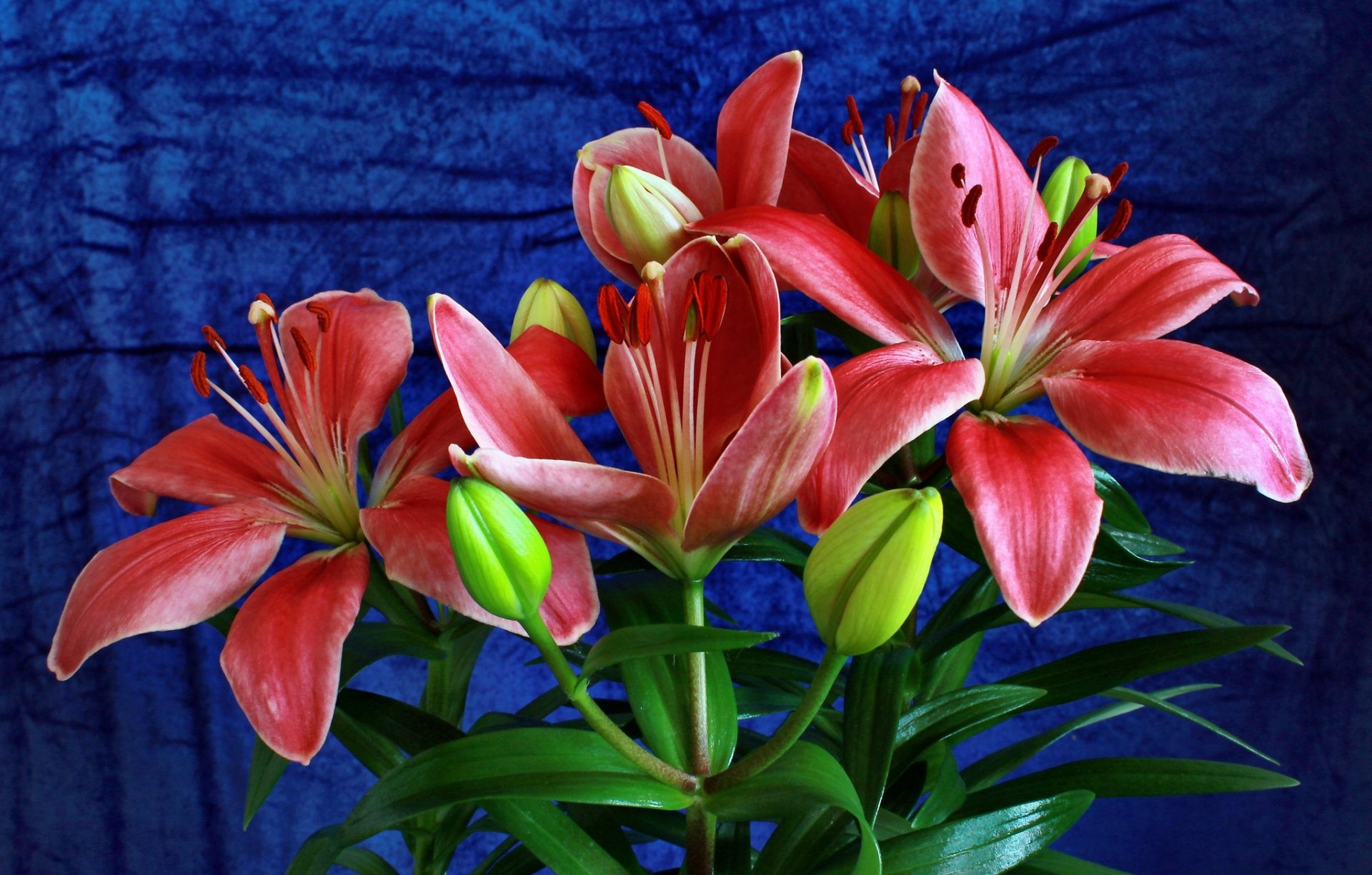 Pink Lilies