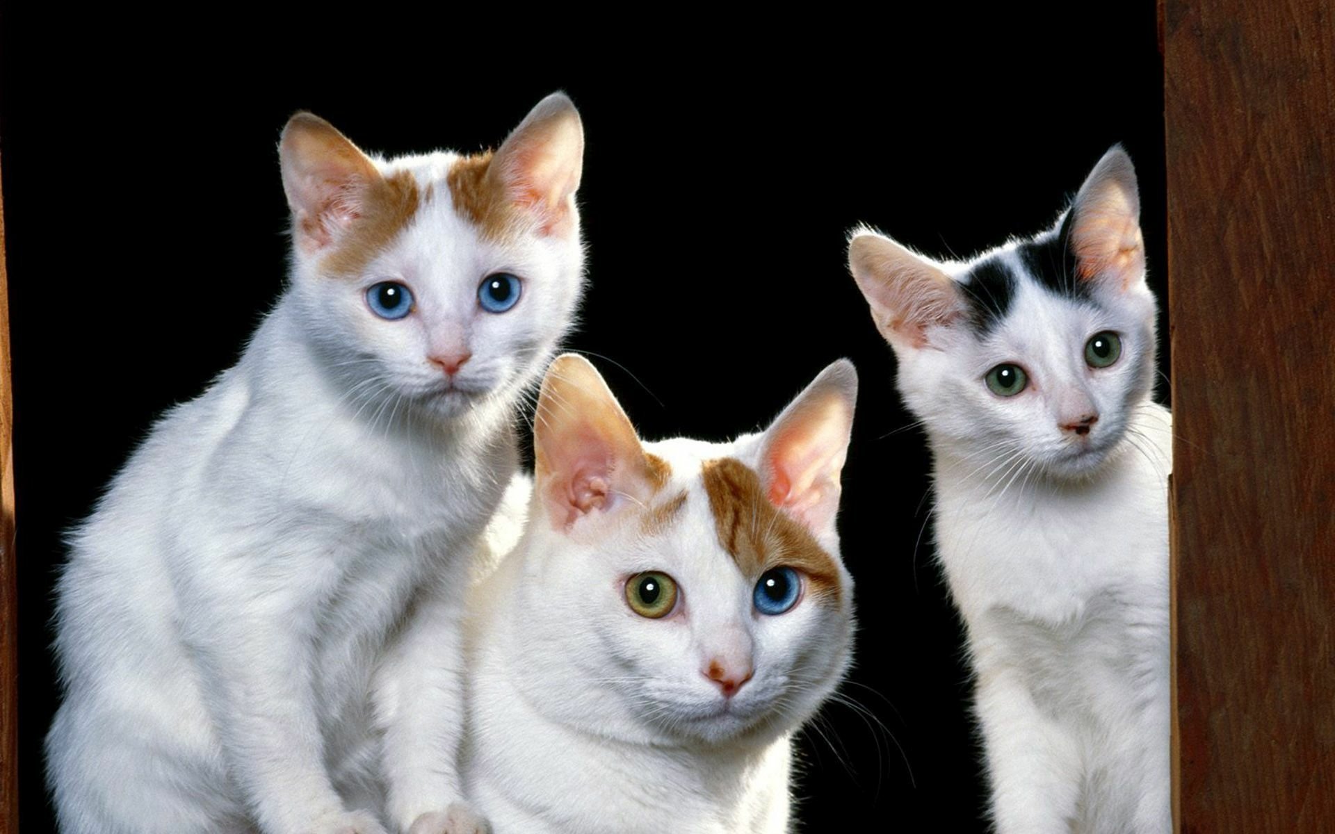 Three Cats