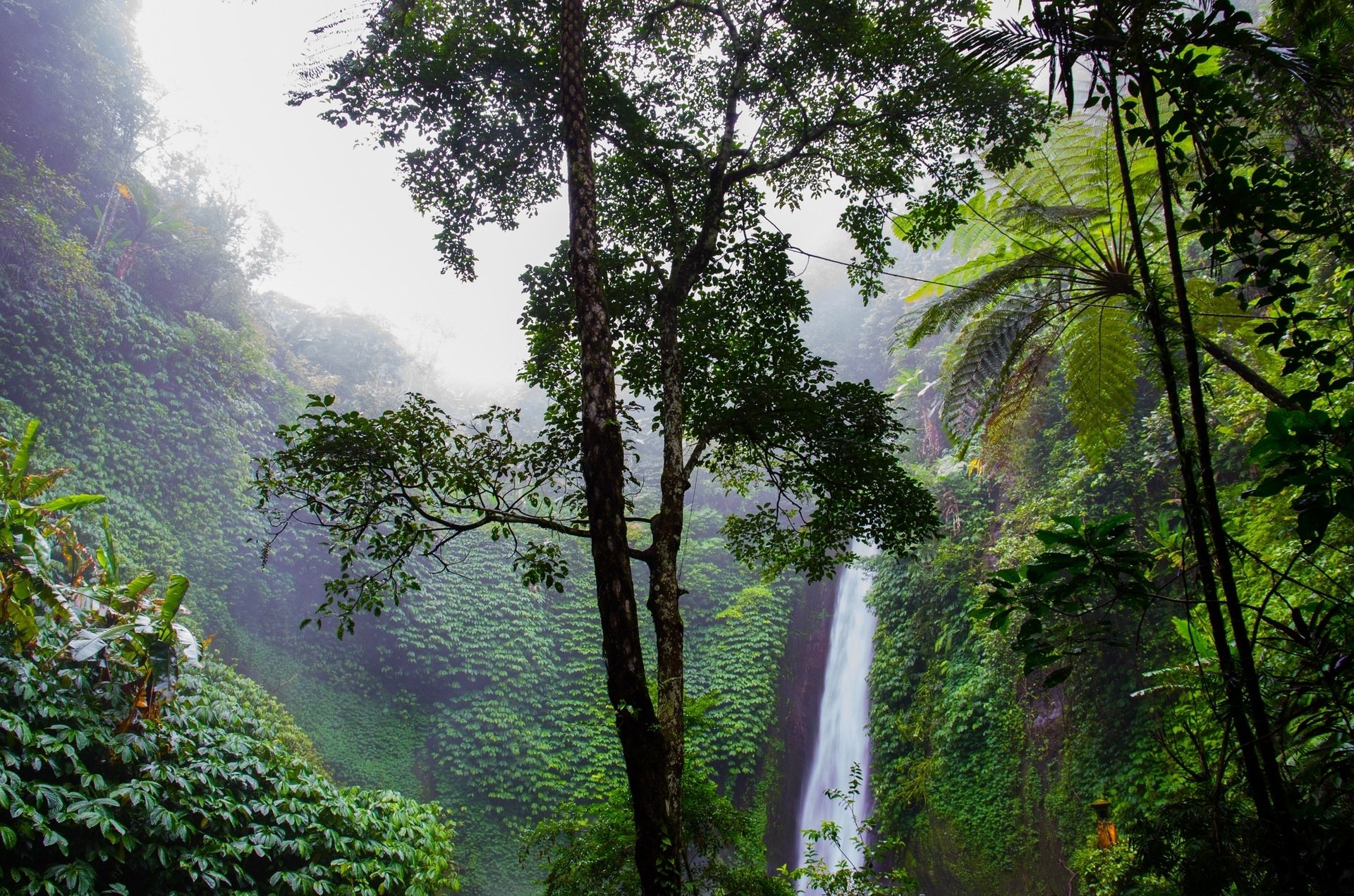 Lush green rainforest with tall trees surrounding a cascading waterfall, captured in an HD desktop wallpaper showcasing vibrant nature's beauty.
