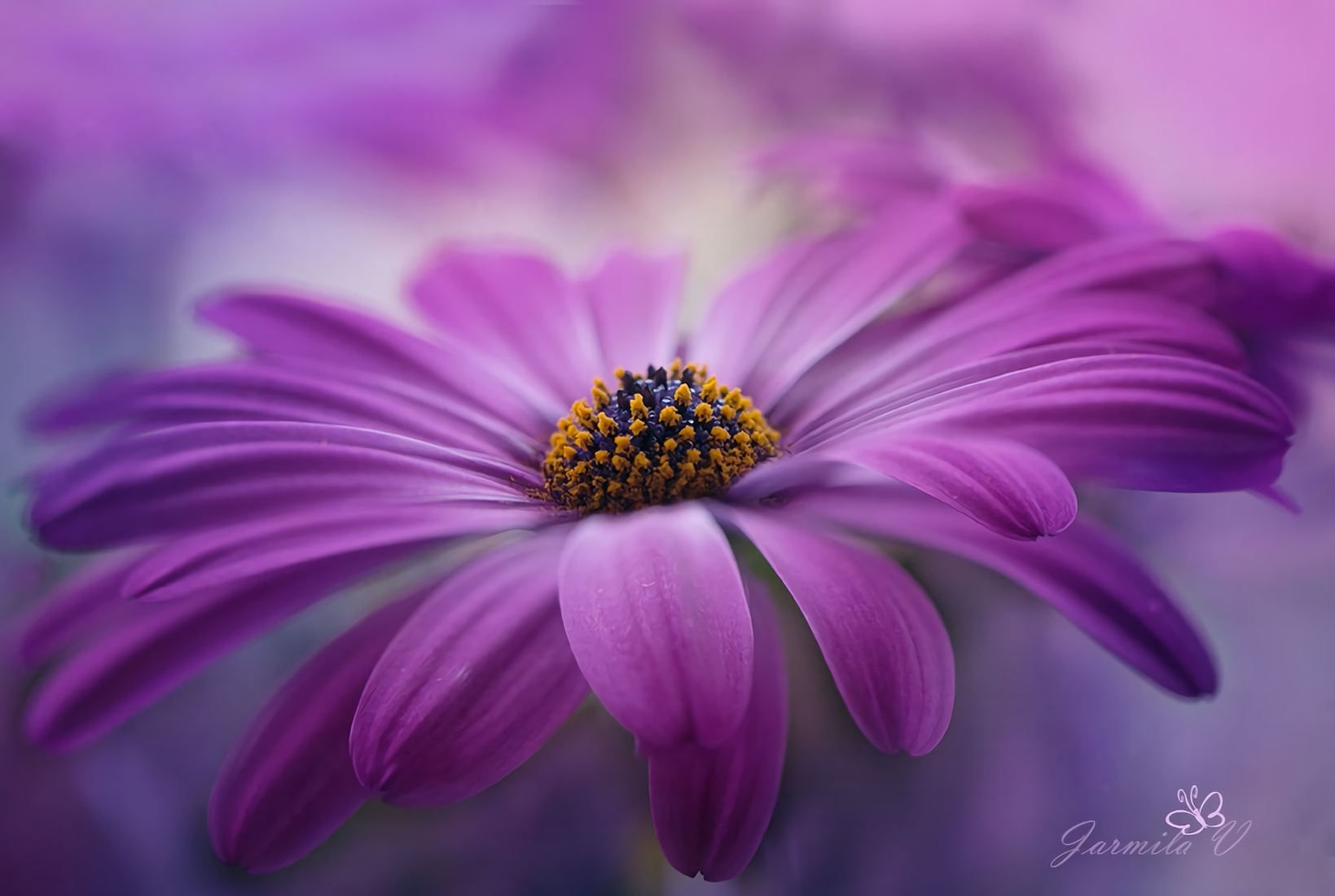 Download Purple Flower Close-up Daisy Artistic Flower Wallpaper by ...