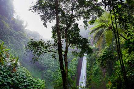 Lush green rainforest with tall trees surrounding a cascading waterfall, captured in an HD desktop wallpaper showcasing vibrant nature's beauty.