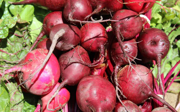  Beet also known as red beet, golden beet and beetroot by skeeze