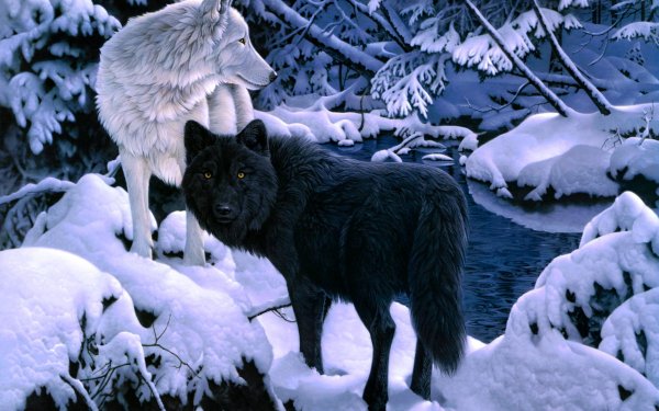 Animales Lobo Invierno Snow Fondo de pantalla HD | Fondo de Escritorio