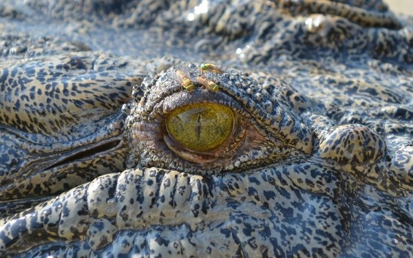 Animal Eye Crocodile Reptile Close-Up HD Wallpaper | Background Image