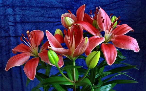 Earth Lily Flowers Flower Pink Flower HD Wallpaper | Background Image