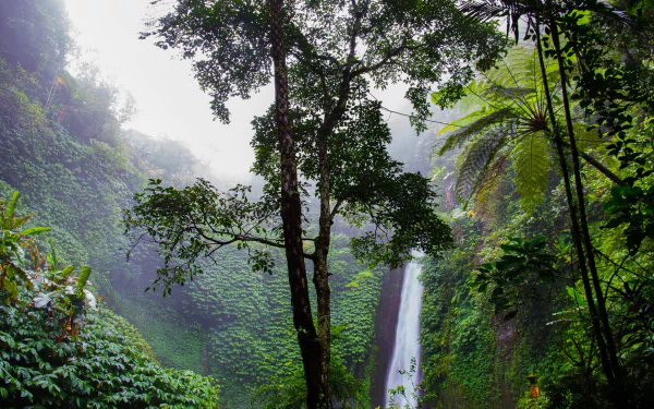 Lush green rainforest with tall trees surrounding a cascading waterfall, captured in an HD desktop wallpaper showcasing vibrant nature's beauty.