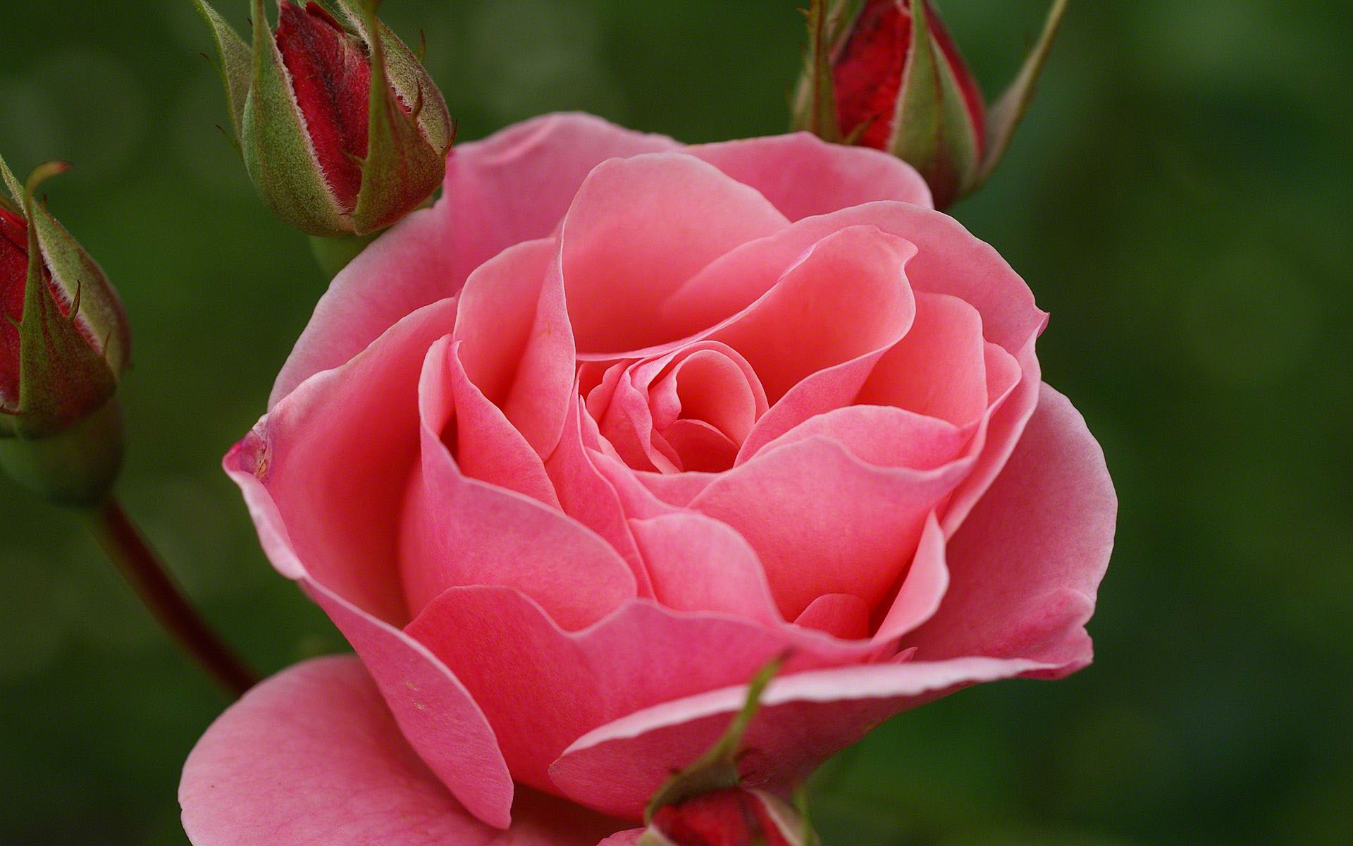 Pink Rose