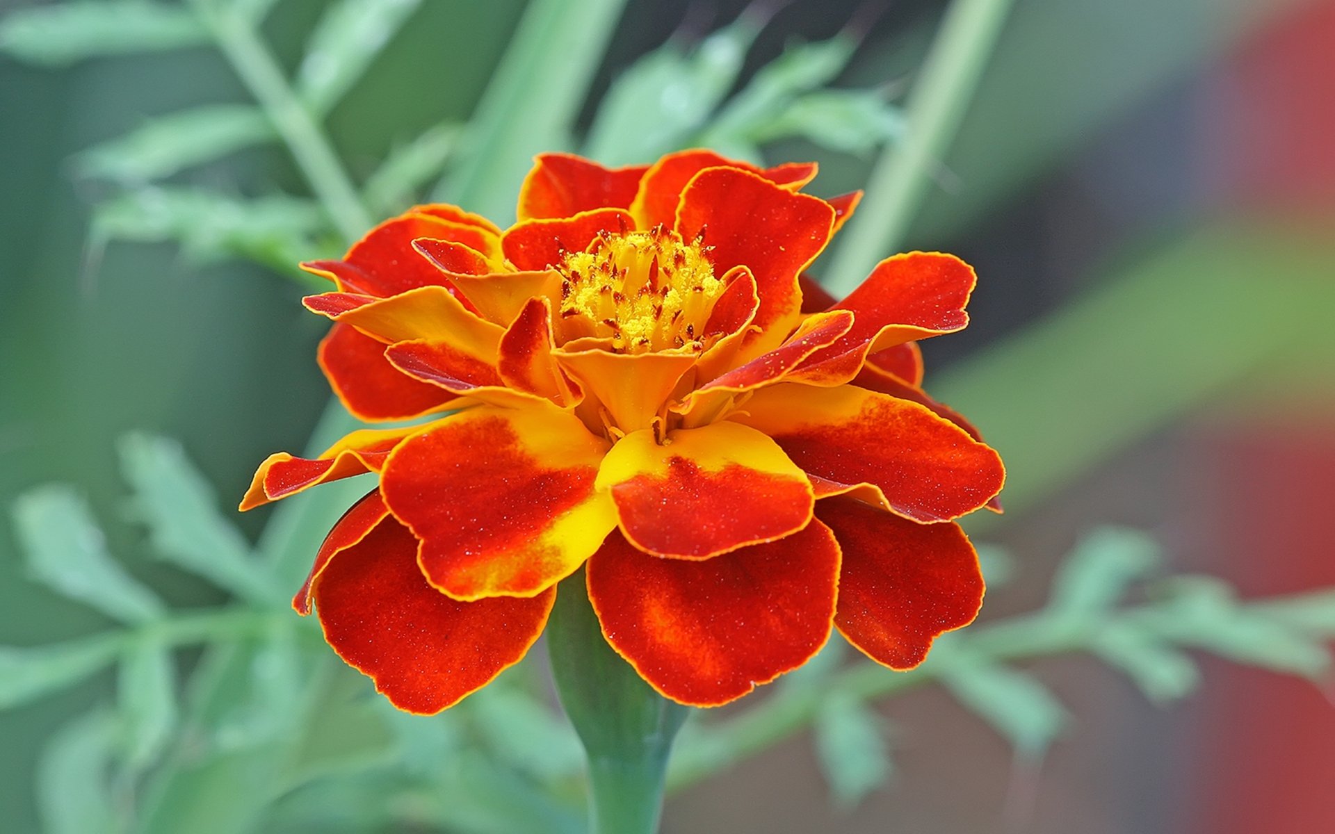 A close-up of a vibrant orange marigold flower, showcasing intricate petals and green foliage, serves as an eye-catching HD desktop wallpaper and background.