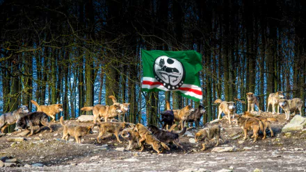 HD PC desktop wallpaper: a pack of wolves in a forest clearing beneath the flag of Chechnya.
