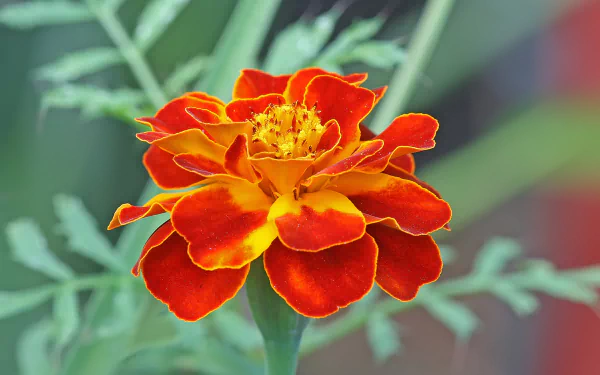 A close-up of a vibrant orange marigold flower, showcasing intricate petals and green foliage, serves as an eye-catching HD desktop wallpaper and background.