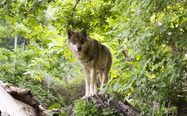 Animal Wolf Wolves Mammal HD Wallpaper | Background Image