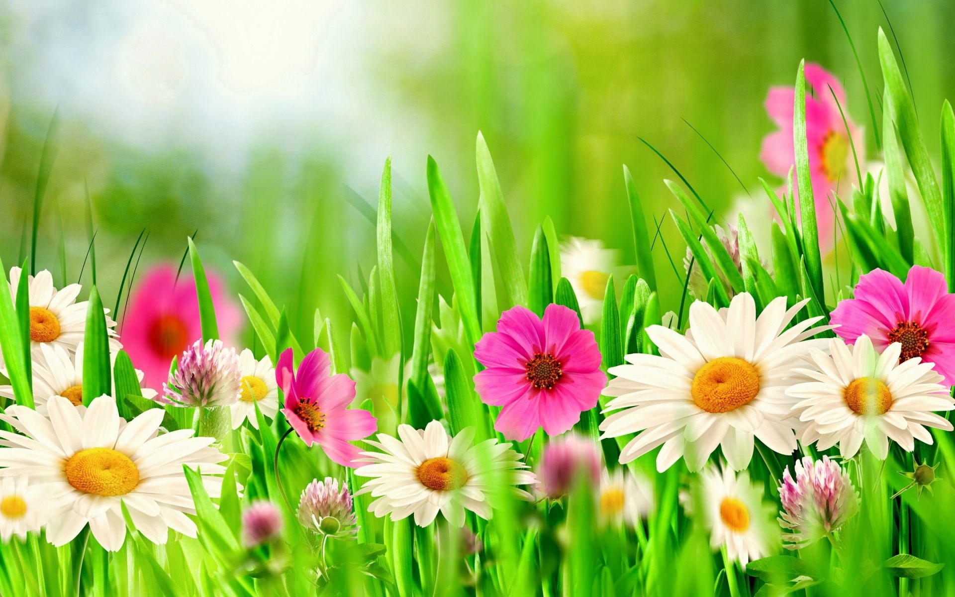 Download White Flower Pink Flower Grass Flower Artistic Spring HD Wallpaper