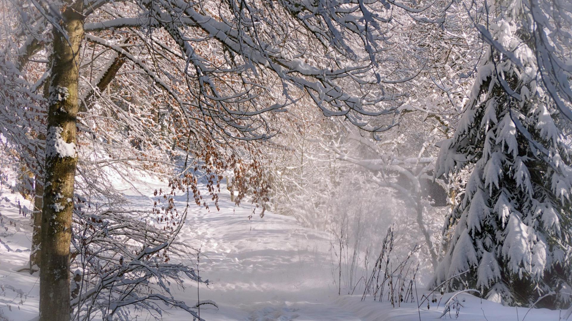 Download Snow Tree Forest Nature Winter HD Wallpaper