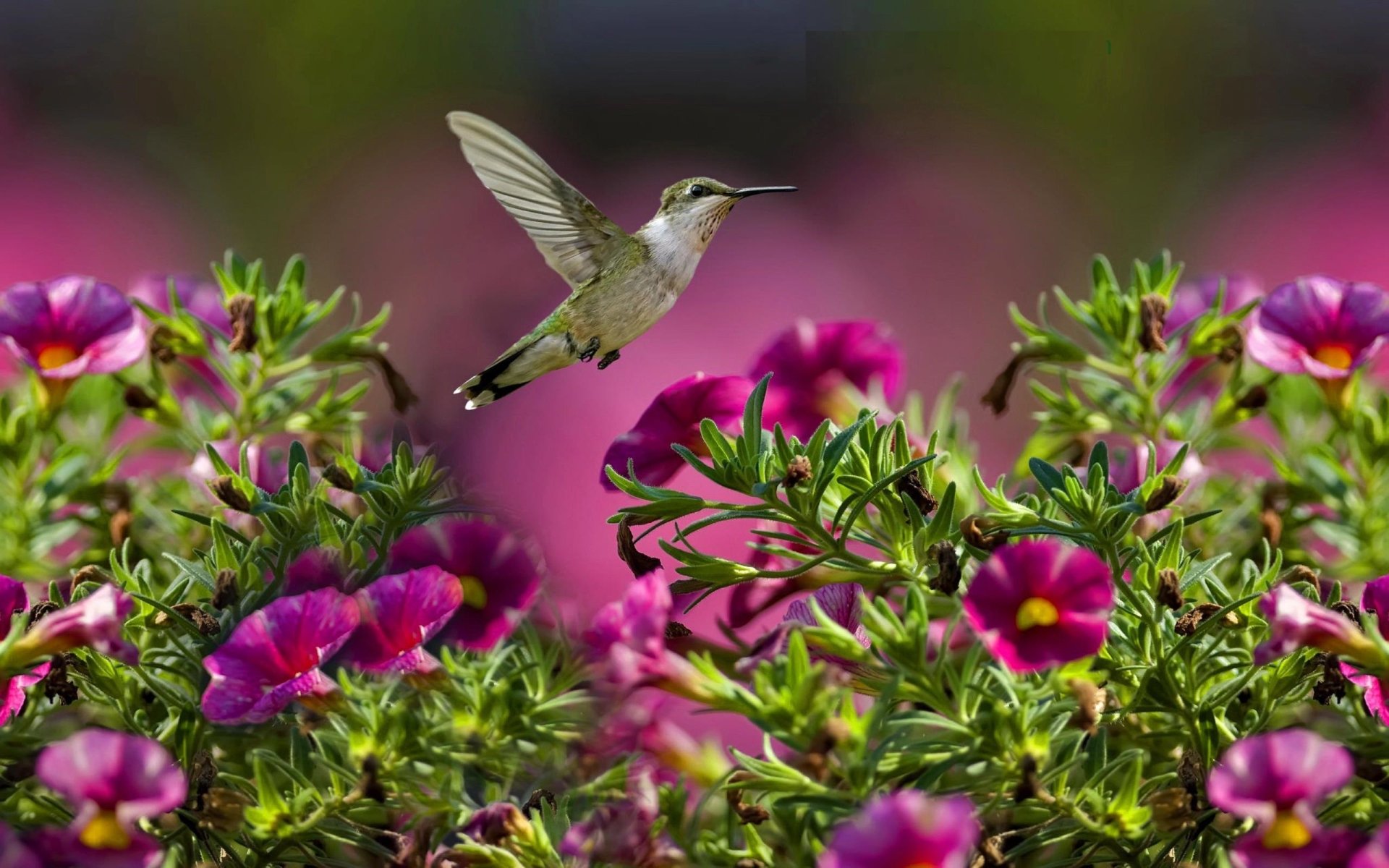 Download Pink Flower Flower Bird Animal Hummingbird HD Wallpaper