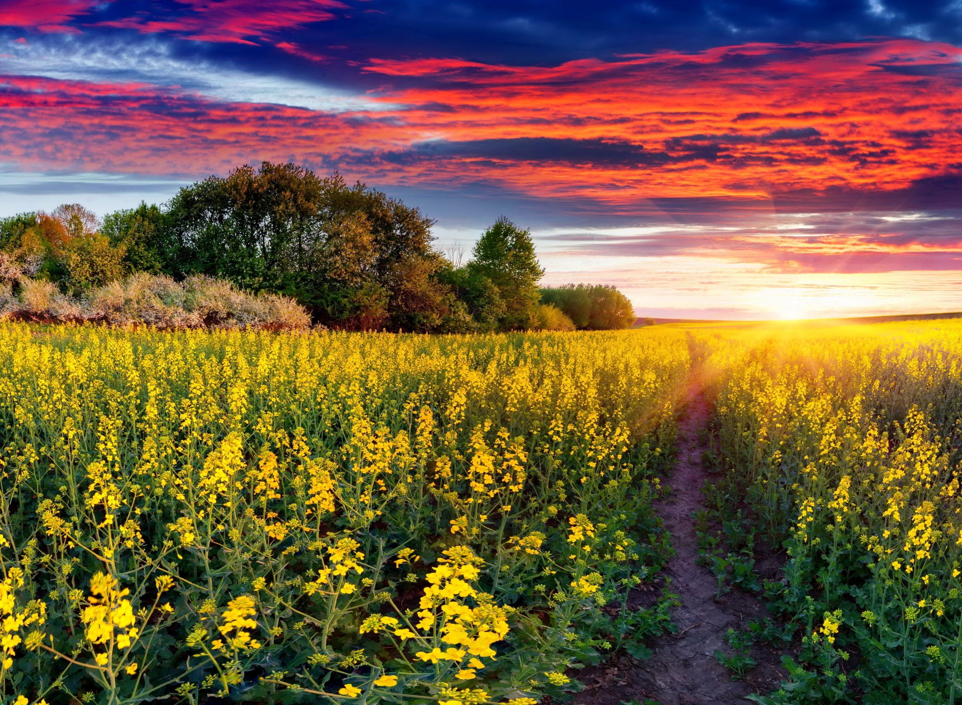 Download Yellow Flower Sunbeam Tree Field Sunset Nature Rapeseed Flower ...