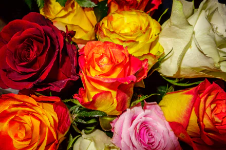  Colorful Roses