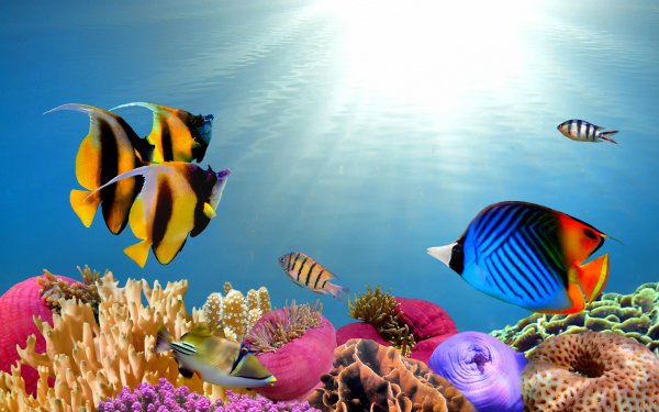 Animal Fish Fishes Tropical Fish Underwater Coral Plant HD Wallpaper | Background Image